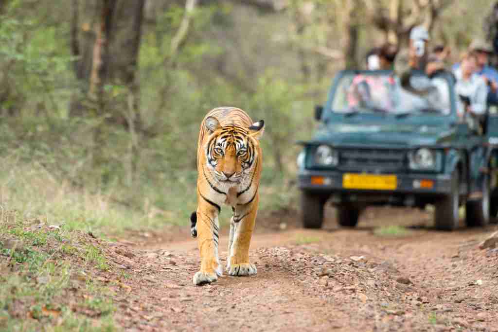 madhya pradesh wildlife tour package