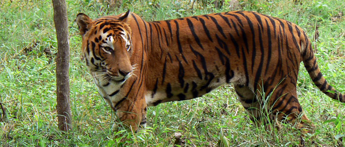 Golden Triangle Ranthambore Tiger 