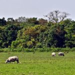 Kaziranga Wildlife Tour